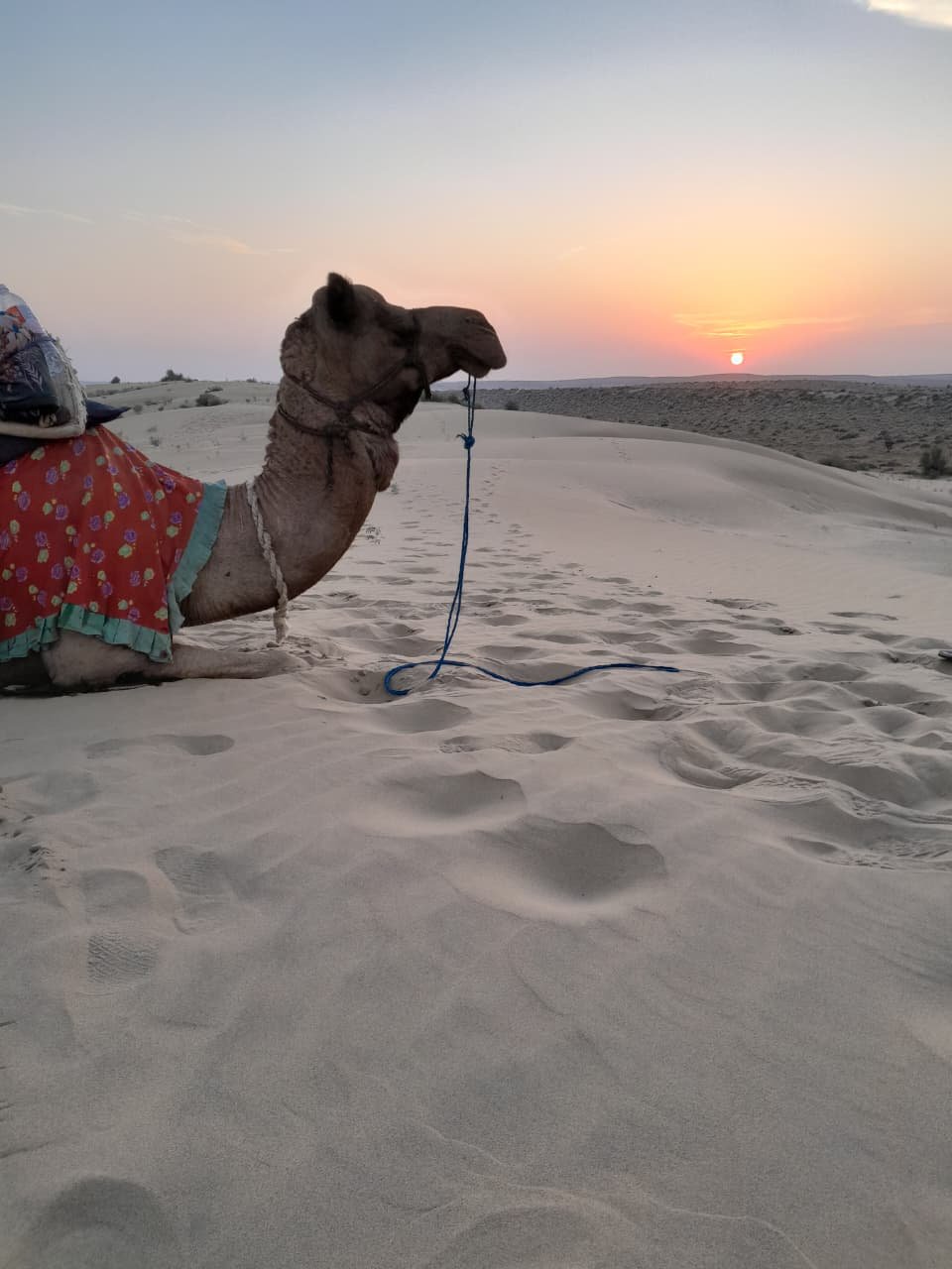 Non-touristic sunset camel safari in Jaisalmer